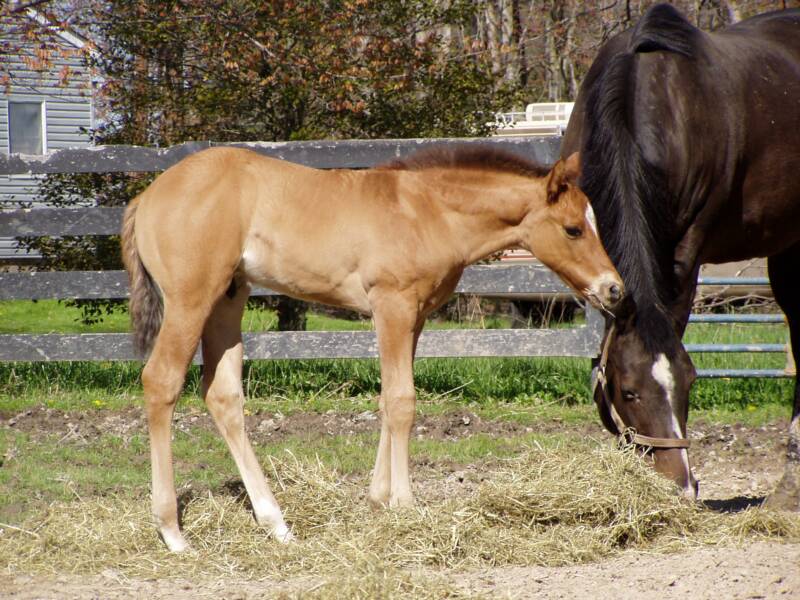 2007 out of dark brown mare