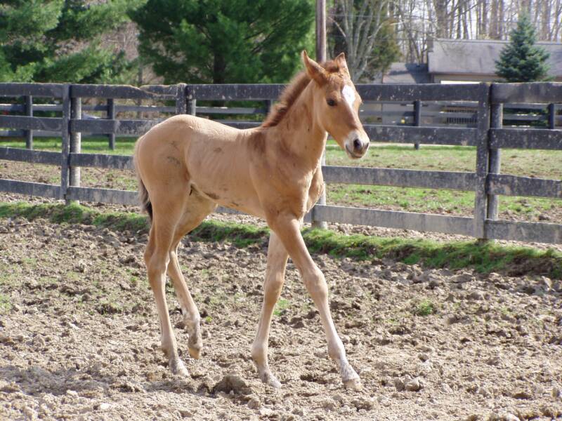 2007 out of dark brown mare