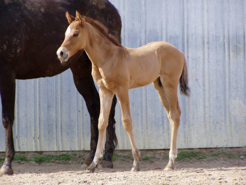 2007 out of dark brown mare