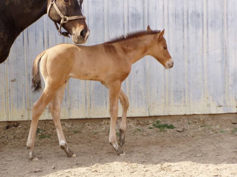 2007 out of dark brown mare