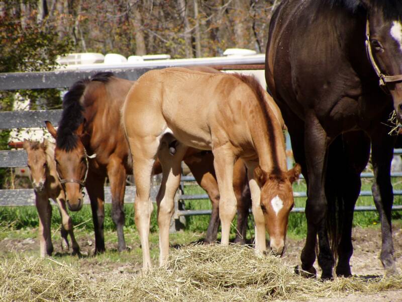 2007 out of dark brown mare