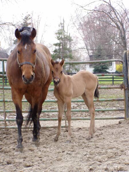 2008 out of bay mare