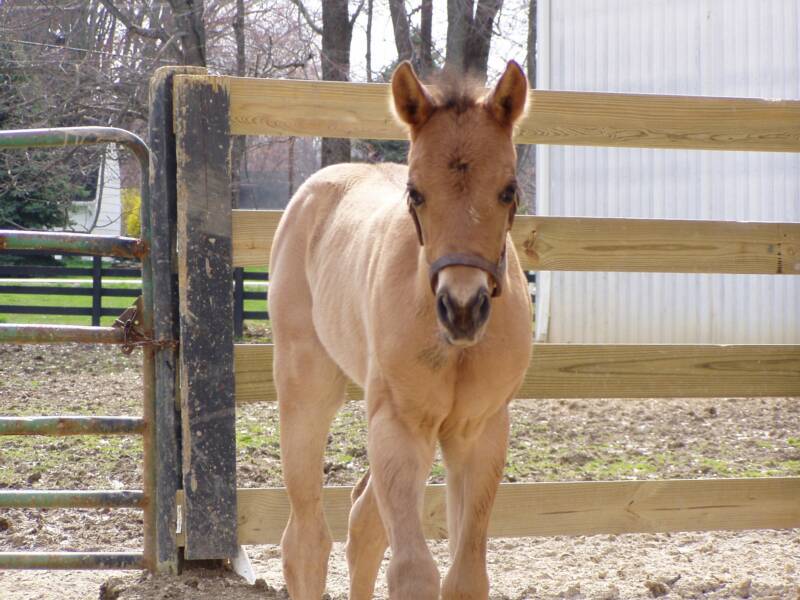 2008 out of bay mare