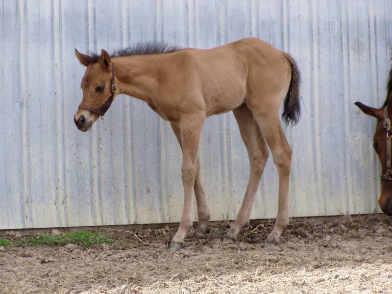 2008 out of bay mare