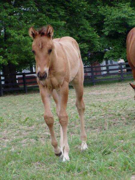 2007 out of bay mare