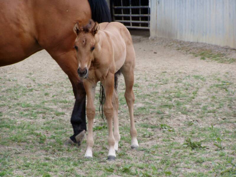 2007 out of bay mare